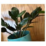 LR - Live ZZ Plant (Zamioculcas zamiifolia) in Turquoise Ceramic Pot