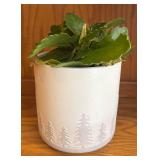 LR - Live Plant - Scalloped-Leaf Green Succulent