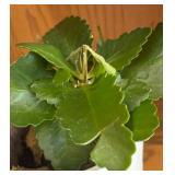 LR - Live Plant - Scalloped-Leaf Green Succulent