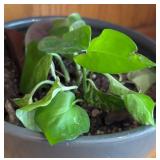 LR - Pothos Plant (Epipremnum aureum)