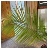 UBR - Palm Plant in Teal Ceramic Pot