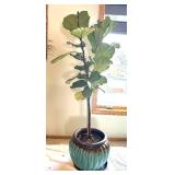 UBR - Live Rubber Plant Ficus elastica