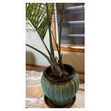 UBR - Live Areca Palm Indoor Plant