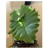 UBR - Live Elephant Ear Plant (Colocasia)