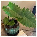 UBR - Live Elephant Ear Plant (Colocasia)