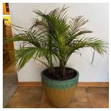 LL - Areca Palm (Dypsis Lutescens) in Ceramic Planter