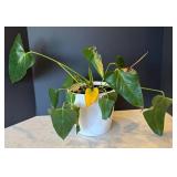 P - Pothos Plant (Epipremnum aureum) - Trailing Houseplant