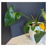 P - Pothos Plant (Epipremnum aureum) - Trailing Houseplant