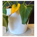 P - Pothos Plant (Epipremnum aureum) - Trailing Houseplant