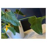 P - Pothos Plant (Epipremnum aureum) - Trailing Houseplant