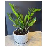 P - Live Plant in White Geometric Ceramic Pot