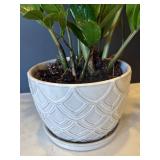 P - Live Plant in White Geometric Ceramic Pot
