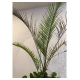 LL - Live Indoor Palm with Pothos in Black Planter