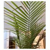 LL - Palm Plant - Large Indoor with Pothos in Black Planter