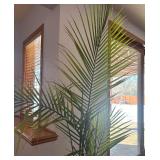 LL - Palm Plant in Tall Black Planter