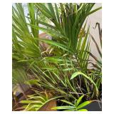 LL - Palm Plant - Indoor Live Plant