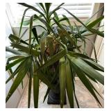 MR - Dracaena Massangeana Corn Plant