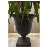 MR - Dracaena Massangeana Corn Plant