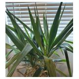 MR - Yucca Cane Plant in Large Decorative Pot