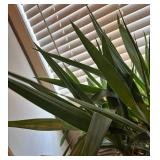 MR - Yucca Cane Plant in Large Decorative Pot
