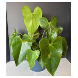 MR - Heartleaf Philodendron Plant (Philodendron scandens)