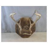 (FS) 6-Point Buck Antler Mount to W...