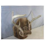 (FS) 6-Point Buck Antler Mount to W...