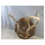 (FS) 6-Point Buck Antler Mount to W...