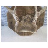 (FS) 6-Point Buck Antler Mount to W...