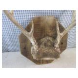 (FS) 6-Point Buck Antler Mount to W...