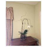 Orphan Phalaenopsis Moth Orchid