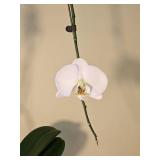 Orphan Phalaenopsis Moth Orchid