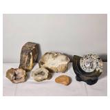 Petrified Wood and Goniatite Fossil Collection