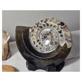 Petrified Wood and Goniatite Fossil Collection