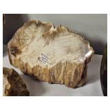 Petrified Wood and Goniatite Fossil Collection