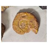 Petrified Wood and Goniatite Fossil Collection