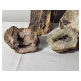 Petrified Wood and Goniatite Fossil Collection