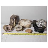 Petrified Wood and Goniatite Fossil Collection