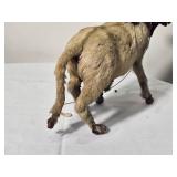 Brahma Bull Miniature Taxidermy Second