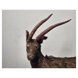 Waterbuck Miniature Taxidermy