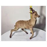 Impala Miniature Taxidermy