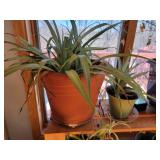 Collection of Live Spider Plants