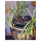 Collection of Live Spider Plants