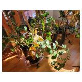 2 Large Live ZZ Plants