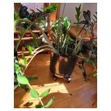 2 Large Live ZZ Plants