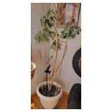 2 Ming Aralia Live Plants