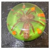 Lucite Venezuelan Tarantula Spider Bug Specimen