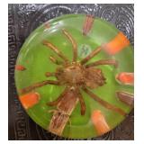 Lucite Venezuelan Tarantula Spider Bug Specimen
