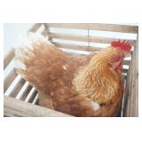 Taxidermied Chicken and Vintage Wooden Crate