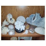 Lot of Corals & Shells